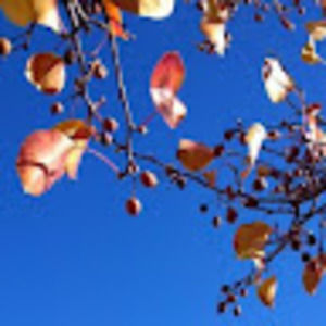 Meet your Posher, Umma